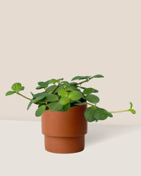 Peperomia Hope paired with plinth pot - chestnut/large