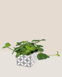 Peperomia Hope paired with cement cube