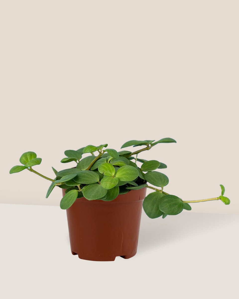Peperomia Hope in a grow pot