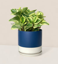 Peperomia Obtusifolia Variegated paired with blue white two tone pot