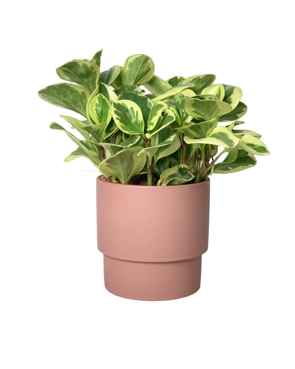 Peperomia Obtusifolia Variegated paired with plinth pots - large/pink