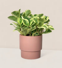 Peperomia Obtusifolia Variegated paired with plinth pots - large/pink
