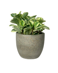 Peperomia Obtusifolia Variegated paired with egg pot -medium/grey
