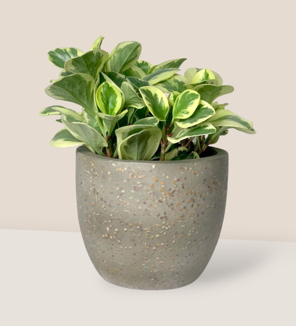Peperomia Obtusifolia Variegated paired with egg pot -medium/grey
