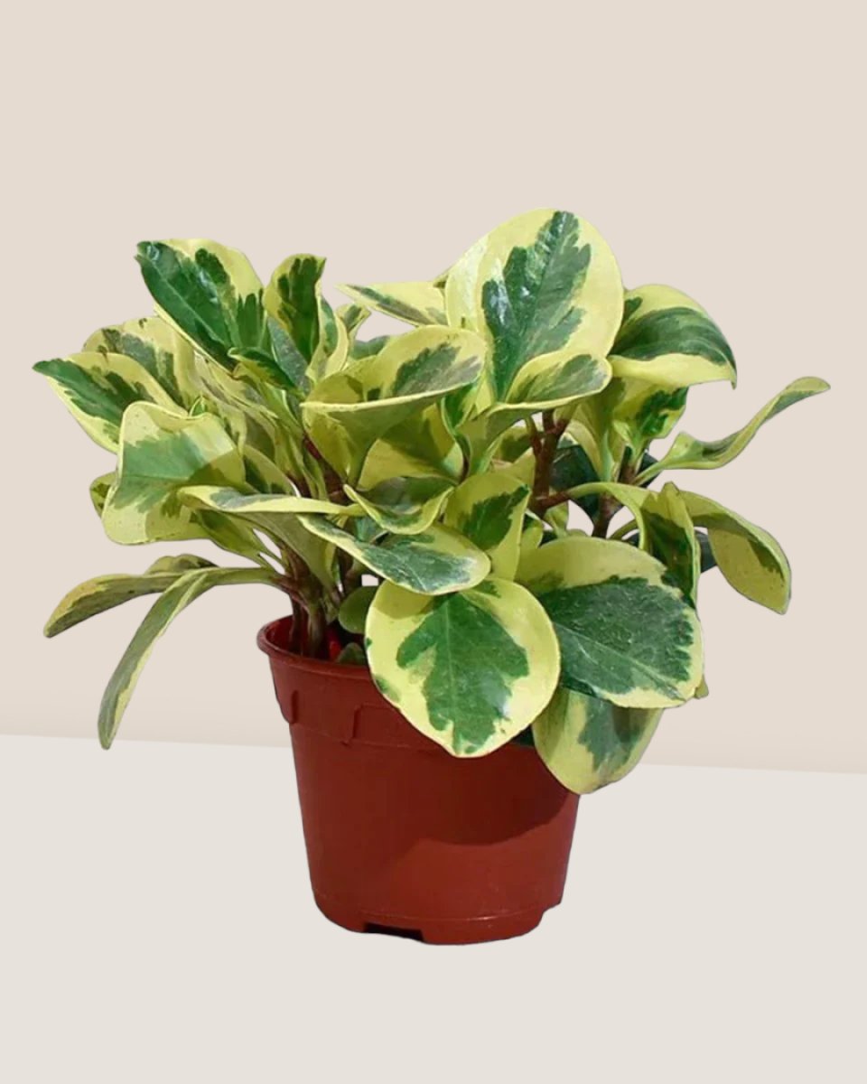Peperomia Obtusifolia Variegated in a grow pot