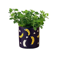Peperomia Rotundifolia