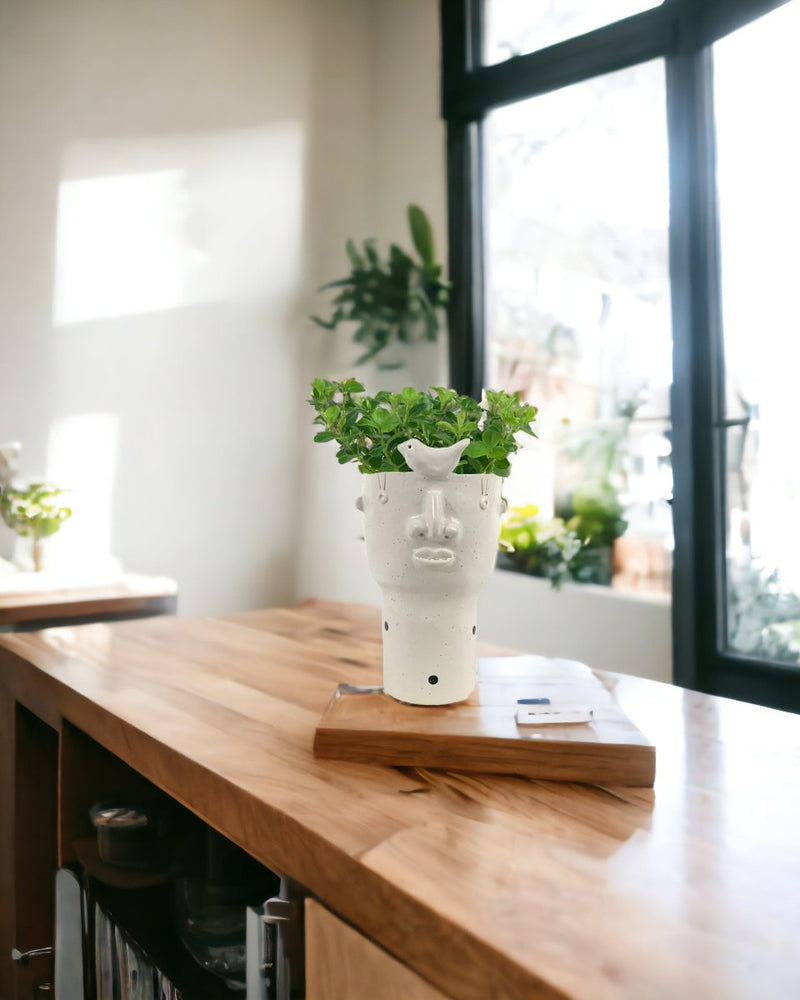 Peperomia Rotundifolia - banana pot - blue - Potted plant - Tumbleweed Plants - Online Plant Delivery Singapore