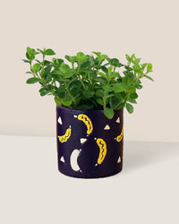 Peperomia Rotundifolia - banana pot - blue - Potted plant - Tumbleweed Plants - Online Plant Delivery Singapore