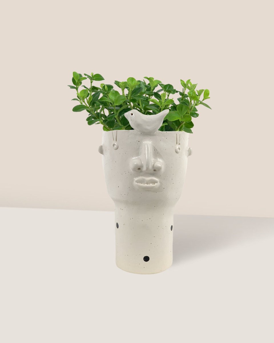 Peperomia Rotundifolia - misfits tall - bird man - Potted plant - Tumbleweed Plants - Online Plant Delivery Singapore