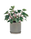 Peperomia Watermelon 'Peperomia Argyreia' - little cylinder grey with tray planter - Potted plant - Tumbleweed Plants - Online Plant Delivery Singapore