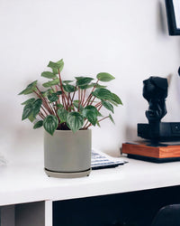 Peperomia Watermelon 'Peperomia Argyreia' - little cylinder grey with tray planter - Potted plant - Tumbleweed Plants - Online Plant Delivery Singapore