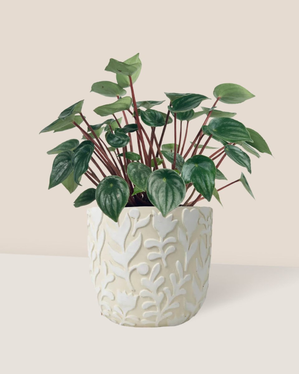 Peperomia Watermelon 'Peperomia Argyreia' - annabelle planter - Potted plant - Tumbleweed Plants - Online Plant Delivery Singapore