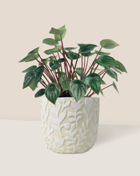 Peperomia Watermelon 'Peperomia Argyreia' - annabelle planter - Potted plant - Tumbleweed Plants - Online Plant Delivery Singapore