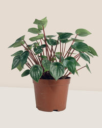 Peperomia Watermelon 'Peperomia Argyreia' - grow pot - Potted plant - Tumbleweed Plants - Online Plant Delivery Singapore