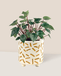 Peperomia Watermelon 'Peperomia Argyreia' - matchstick planter - Potted plant - Tumbleweed Plants - Online Plant Delivery Singapore