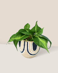 Philodendron Brasil paired with asha planter