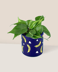Philodendron Brasil paired with banana pot - blue
