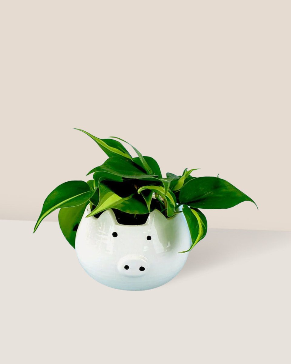 Philodendron Brasil paired with piggy planter