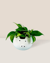 Philodendron Brasil paired with piggy planter