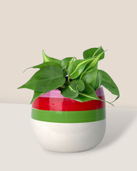 Philodendron Brasil paired with poppy planter - ariel