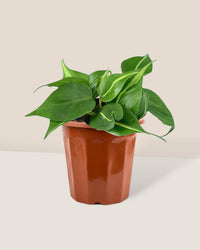 Philodendron Brasil in a grow pot