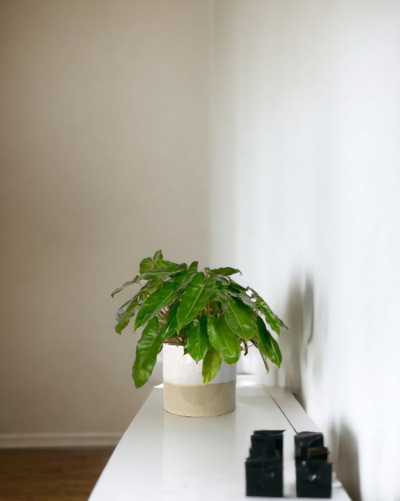 Philodendron Burle Marx - egg pots - gray/small - Just plant - Tumbleweed Plants - Online Plant Delivery Singapore