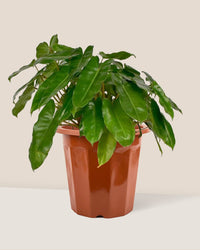 Philodendron Burle Marx - grow pot - Just plant - Tumbleweed Plants - Online Plant Delivery Singapore