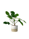 Philodendron Florida Beauty Red Stem in a cream two tone planter
