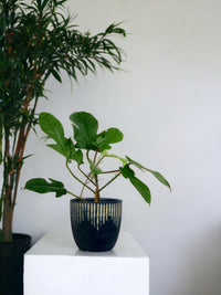 Philodendron Florida Beauty Red Stem