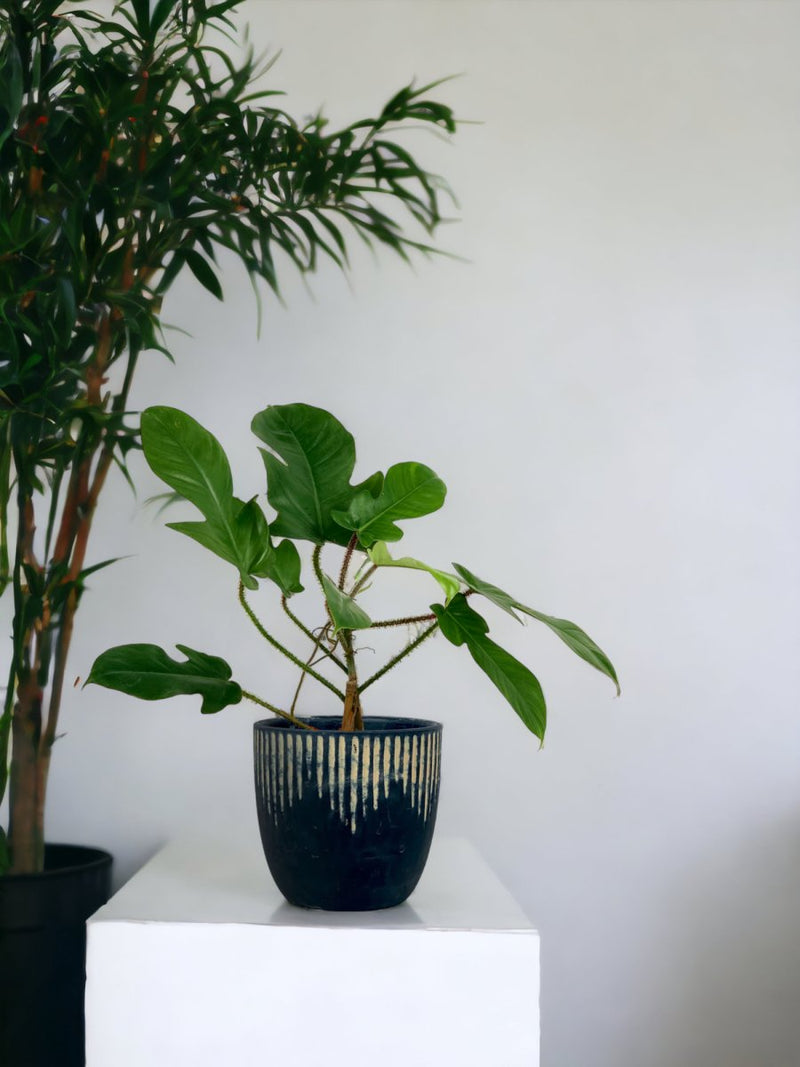 Philodendron Florida Beauty Red Stem