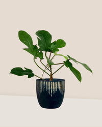 Philodendron Florida Beauty Red Stem paired with etched planter - large