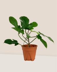 Philodendron Florida Beauty Red Stem in a plastic pot