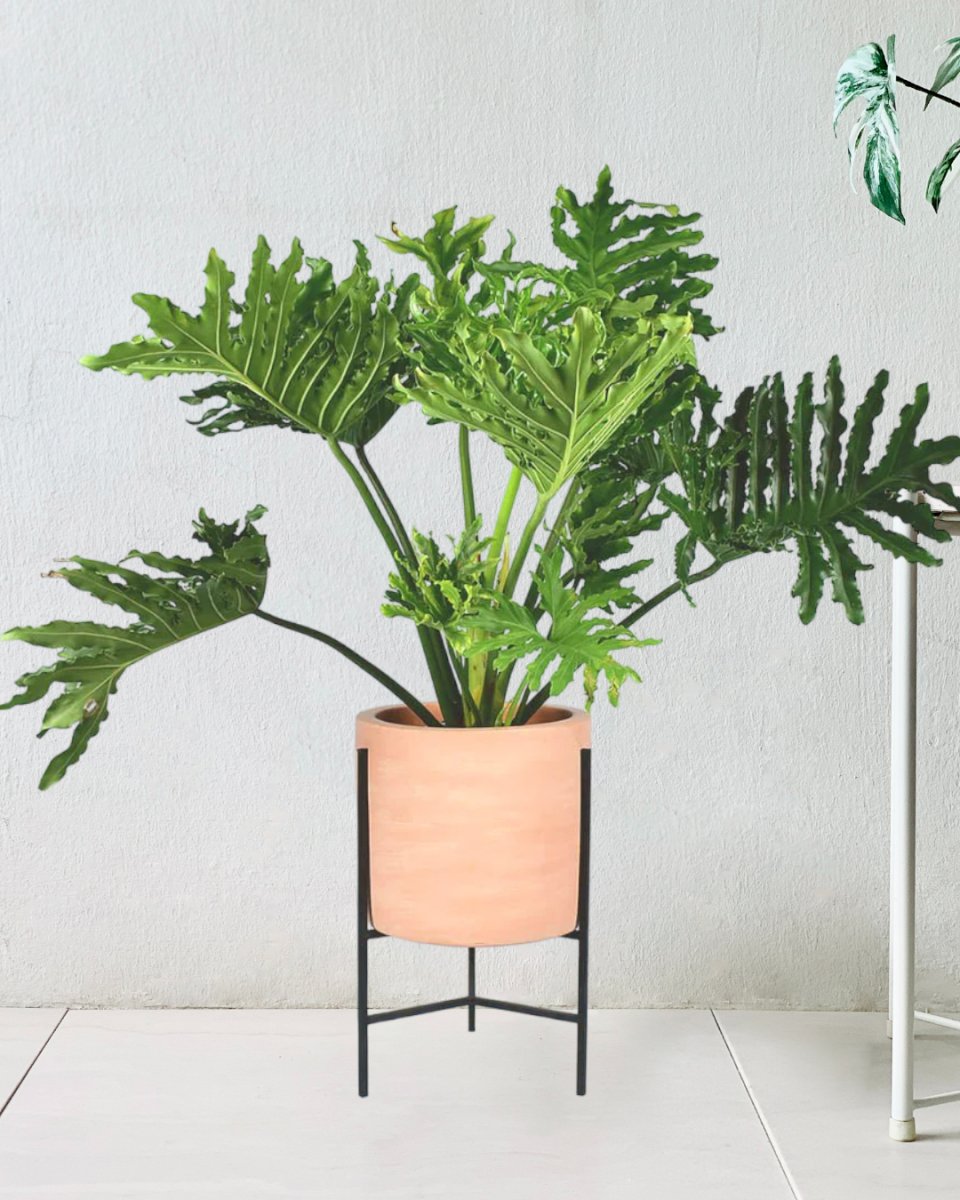 Philodendron Hope paired with sedona stand