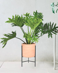 Philodendron Hope paired with sedona stand