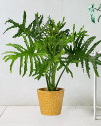 Philodendron Hope paired with terrazzo pot yellow