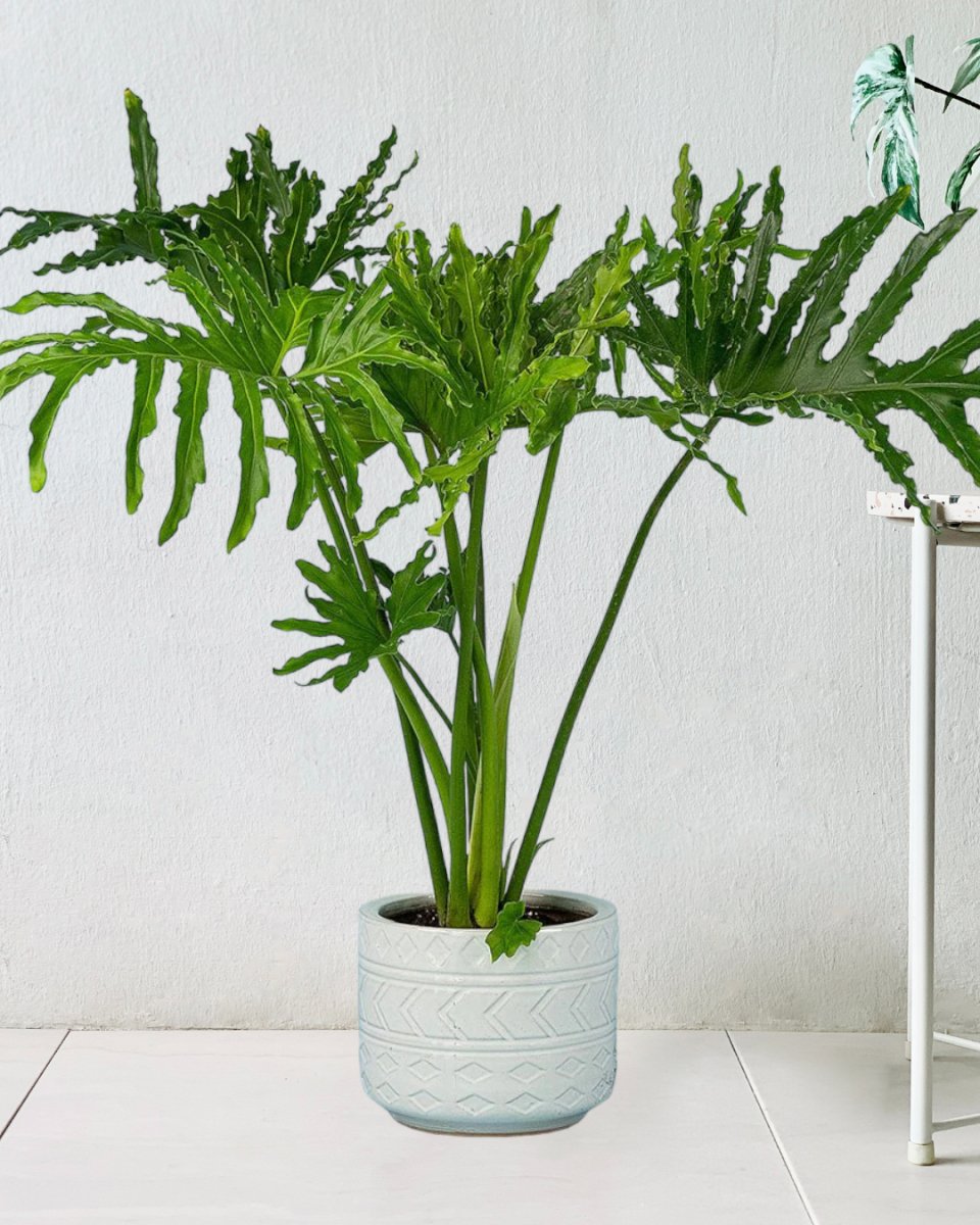 Philodendron Hope paired with primitivist pot