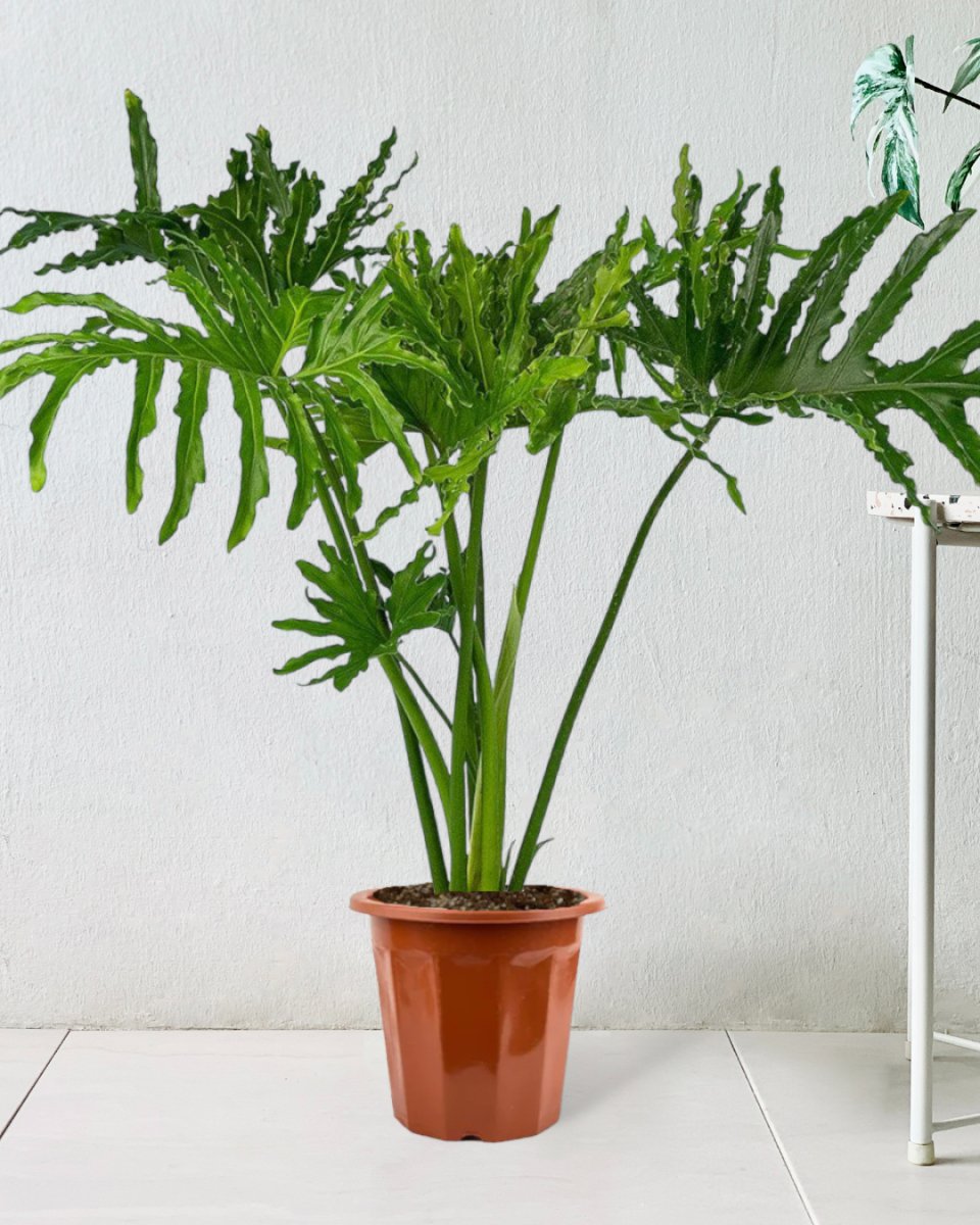 Philodendron Hope in a grow pot