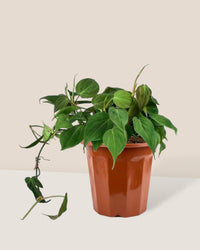 Philodendron Micans in a grow pot