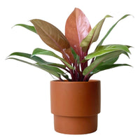 Philodendron Orange Congo