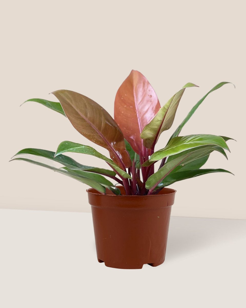 Philodendron Orange Congo - grow pot - Just plant - Tumbleweed Plants - Online Plant Delivery Singapore