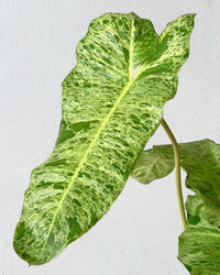 Philodendron Paraiso Verde - grow pot - Potted plant - Tumbleweed Plants - Online Plant Delivery Singapore