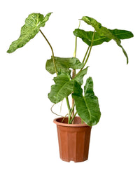 Philodendron Paraiso Verde - grow pot - Potted plant - Tumbleweed Plants - Online Plant Delivery Singapore