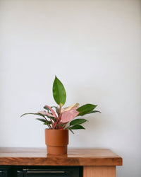 Philodendron Pink Congo paired with plinth pot - chestnut/large