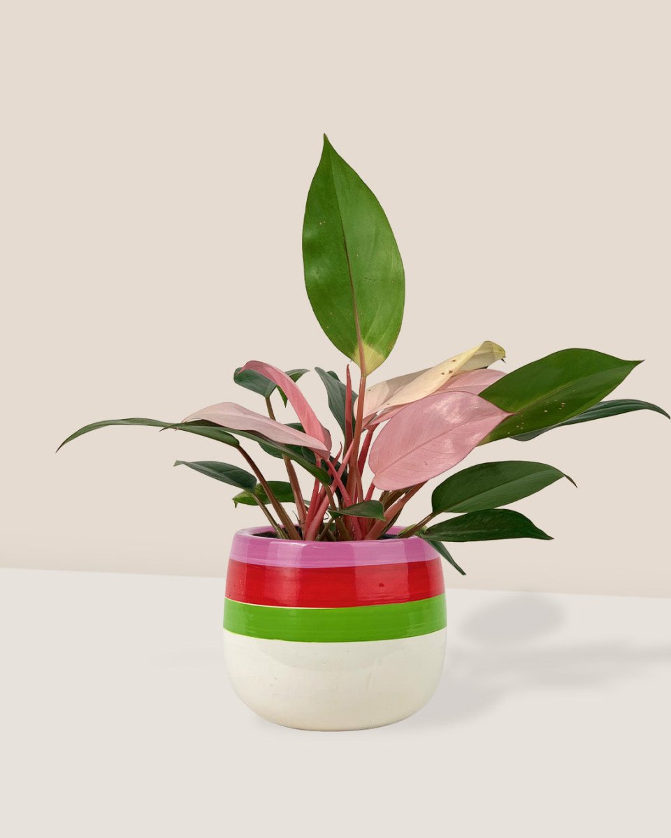 Philodendron Pink Congo paired with poppy planter - ariel
