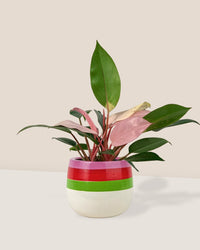 Philodendron Pink Congo paired with poppy planter - ariel