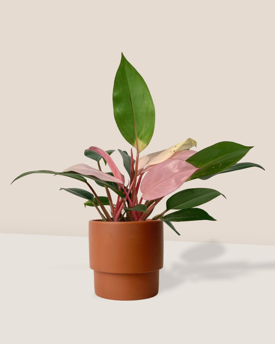 Philodendron Pink Congo paired with plinth pot - chestnut/large