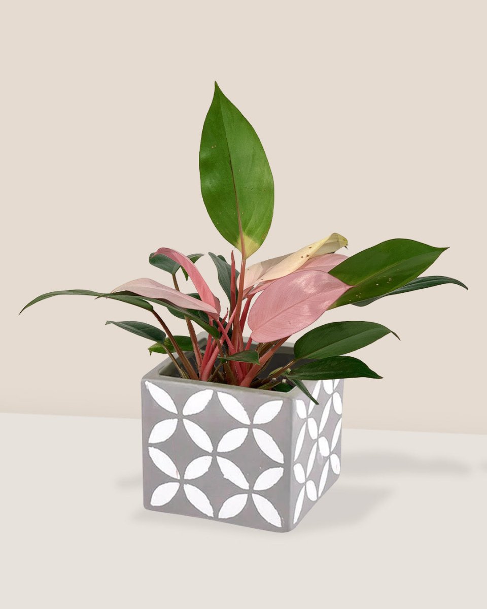 Philodendron Pink Congo paired with cement cube