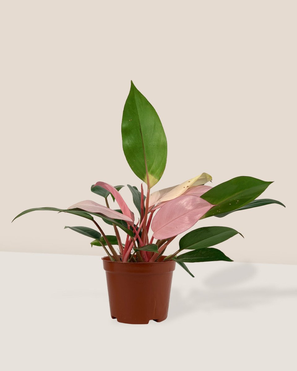 Philodendron Pink Congo in a grow pot