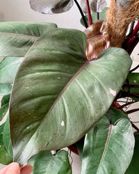 Philodendron Pink Princess (with coco stick) - charlie pot - Potted plant - Tumbleweed Plants - Online Plant Delivery Singapore
