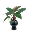 Philodendron Rojo Congo (Red Gongo) - black ceramic sand pot - Just plant - Tumbleweed Plants - Online Plant Delivery Singapore